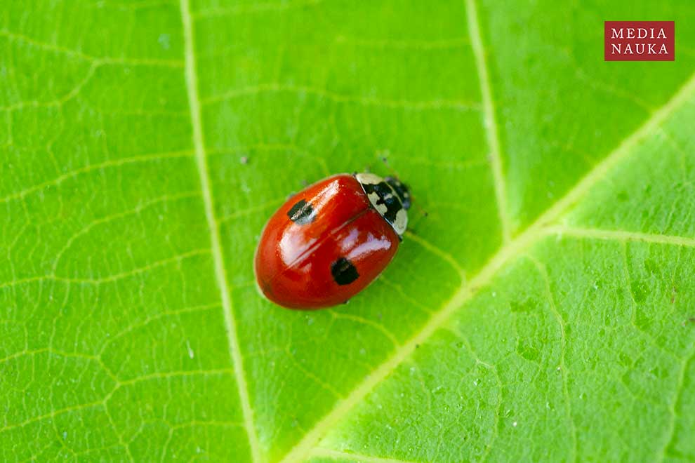 biedronka azjatycka (Harmonia axyridis)