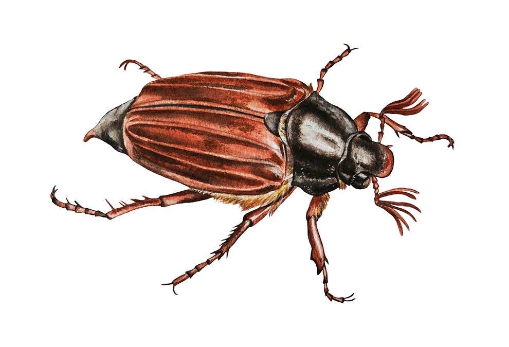 chrabąszcz majowy (Melolontha melolontha)