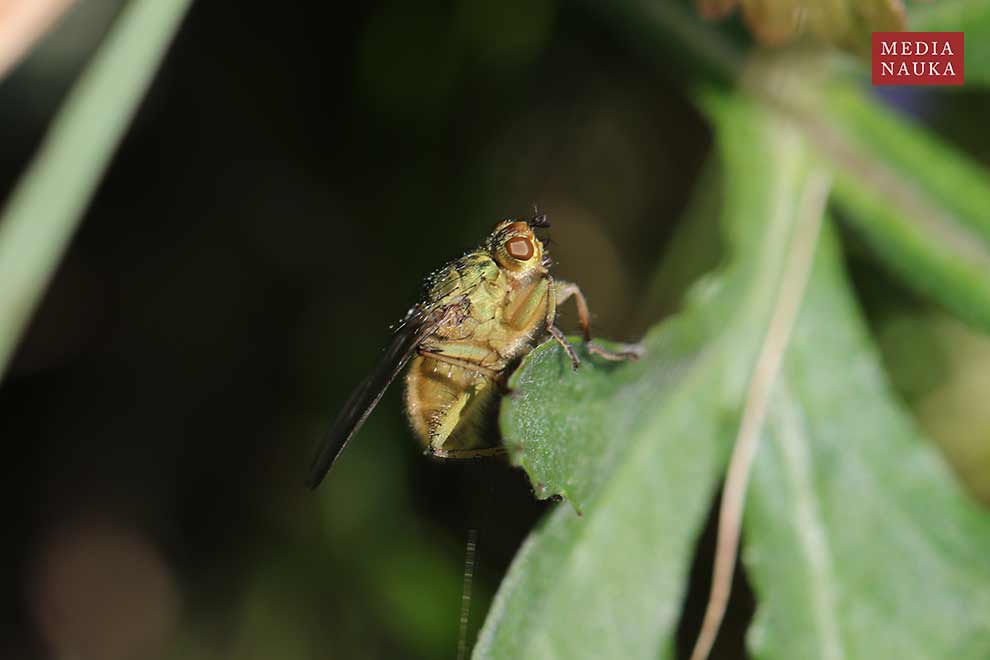 cuchna nawozowa (Scathophaga stercoraria)