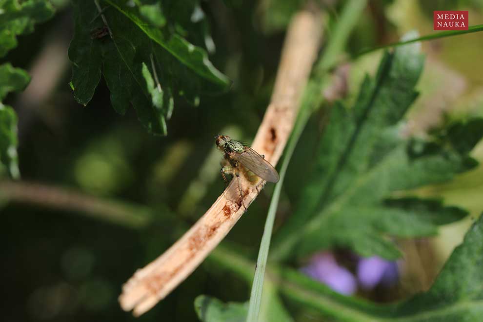 cuchna nawozowa (Scathophaga stercoraria)