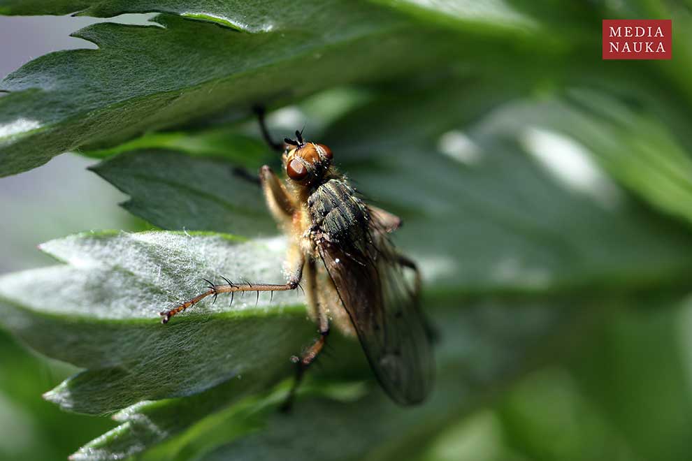 cuchna nawozowa (Scathophaga stercoraria)