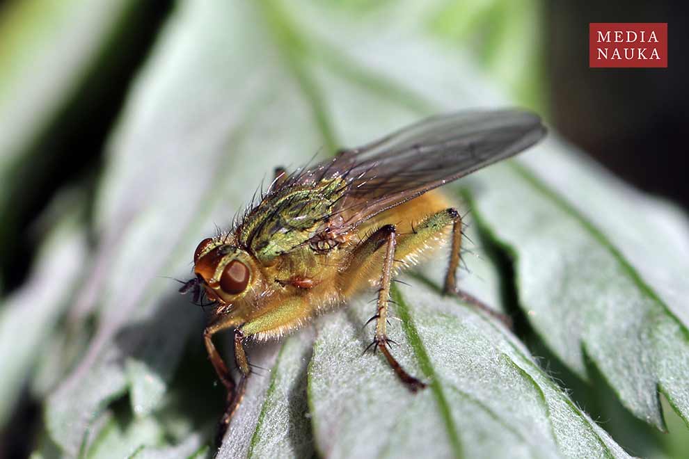 cuchna nawozowa (Scathophaga stercoraria)