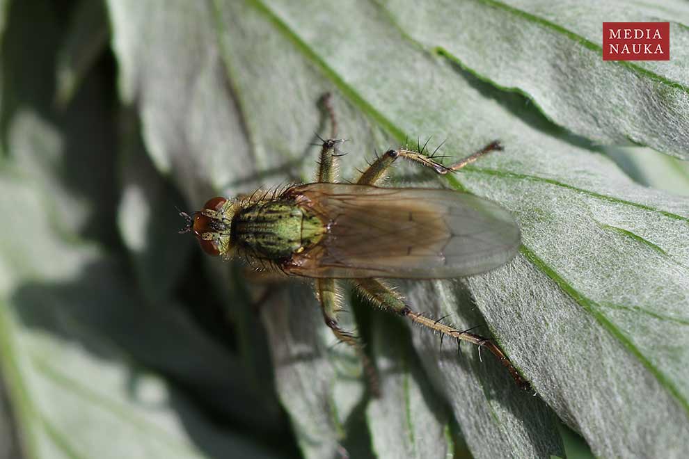 cuchna nawozowa (Scathophaga stercoraria)