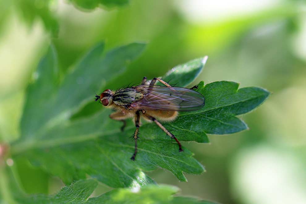 cuchna nawozowa (Scathophaga stercoraria)