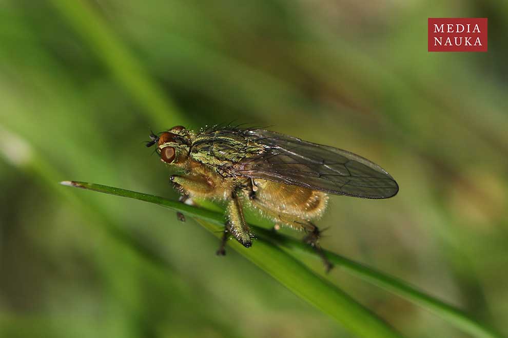 cuchna nawozowa (Scathophaga stercoraria)