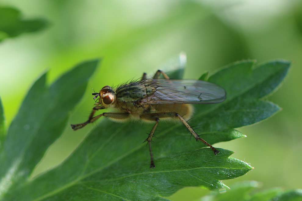 cuchna nawozowa (Scathophaga stercoraria)