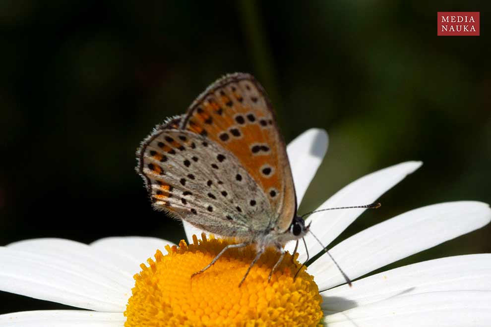 czerwończyk uroczek (Heodes tityrus)