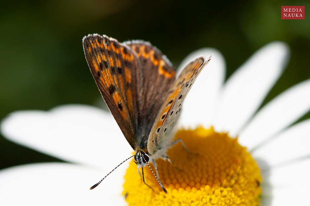 czerwończyk uroczek (Heodes tityrus)