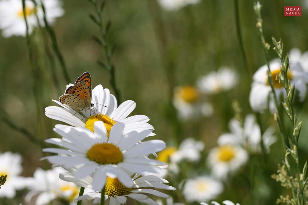 czerwończyk uroczek (Heodes tityrus)