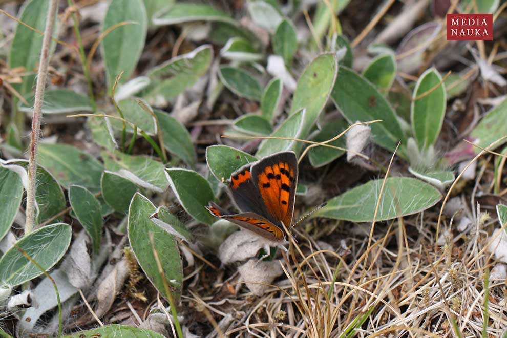 czerwończyk żarek (Lycaena phlaeas)