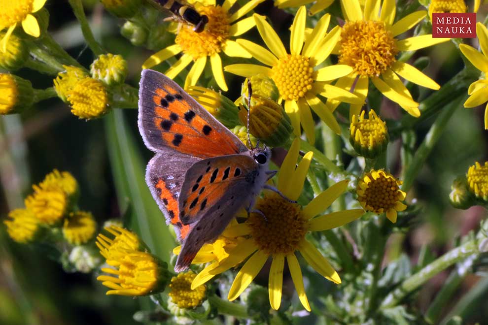 czerwończyk żarek (Lycaena phlaeas)