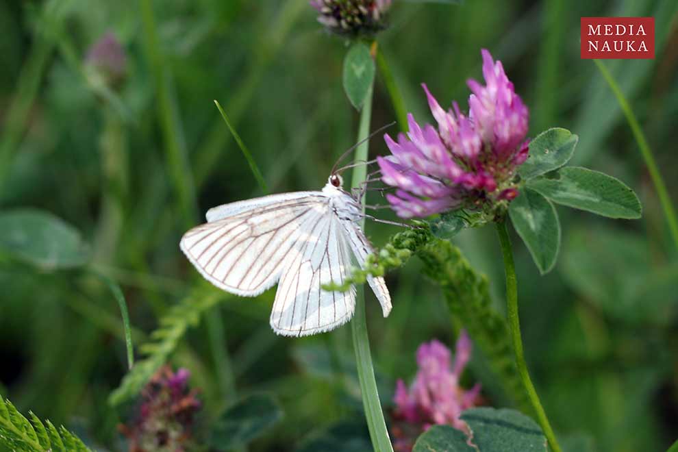 dyblik lniaczek (Siona lineata)