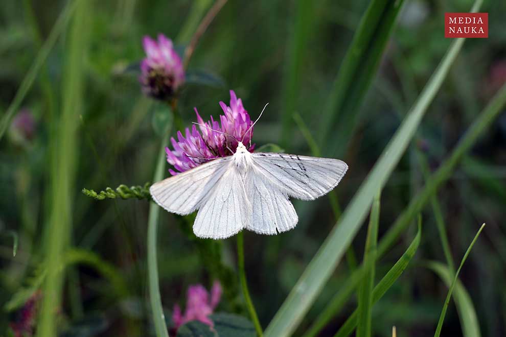 dyblik lniaczek (Siona lineata)