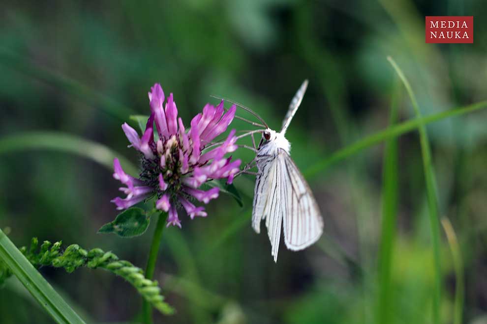 dyblik lniaczek (Siona lineata)