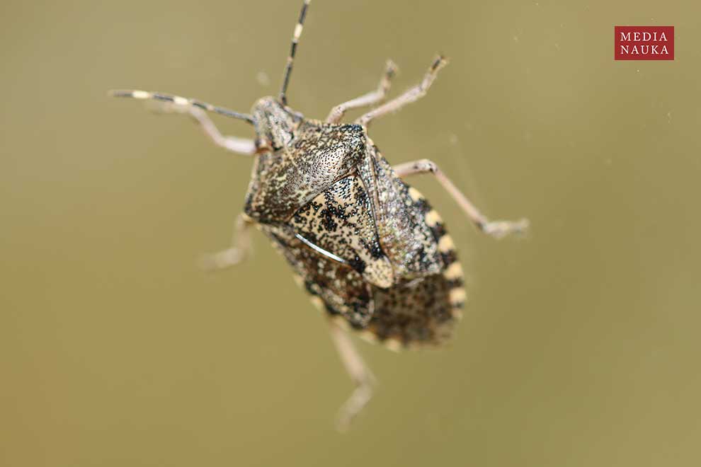 dzidosz mglisty (Rhaphigaster nebulosa)
