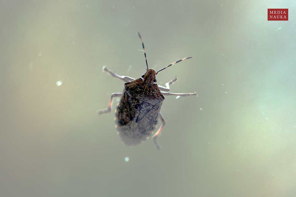 dzidosz mglisty (Rhaphigaster nebulosa)
