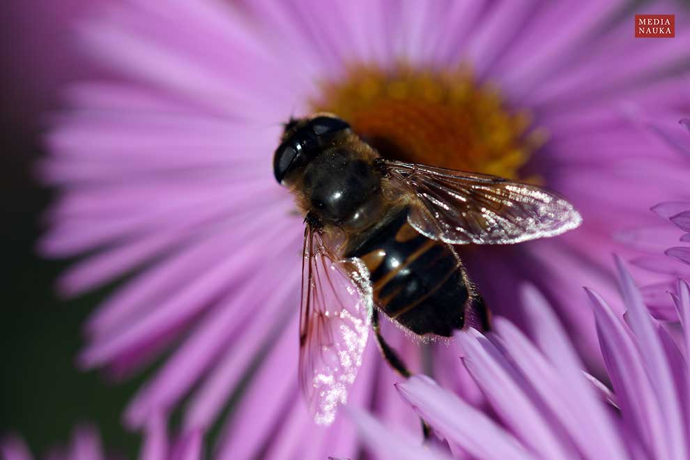 gnojka trutniowata, gnojka wytrwała (Eristalis tenax)