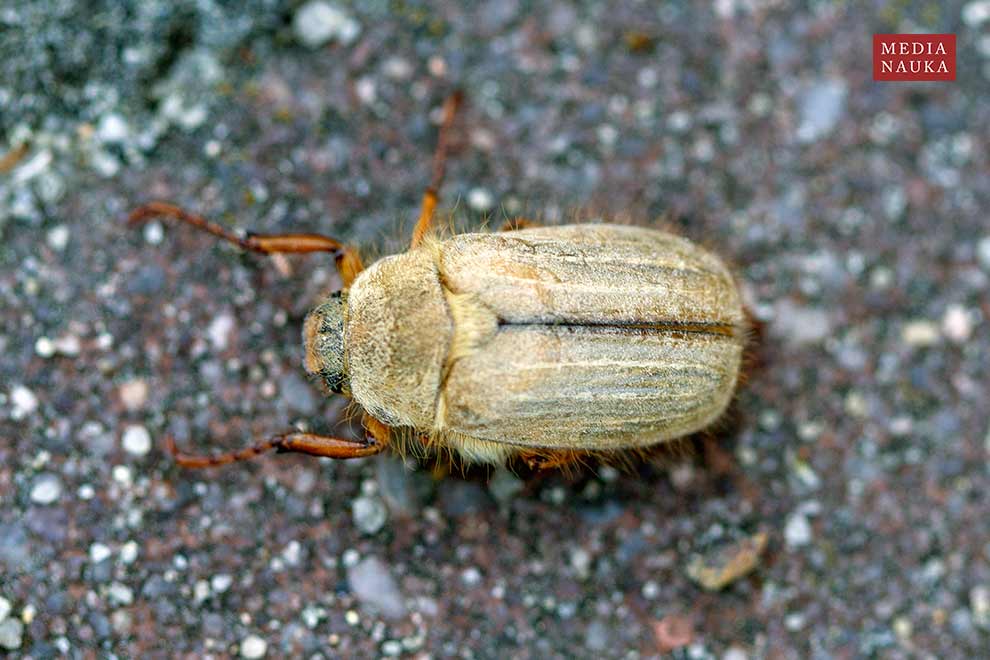 guniak czerwczyk (Amphimallon solstitalis)