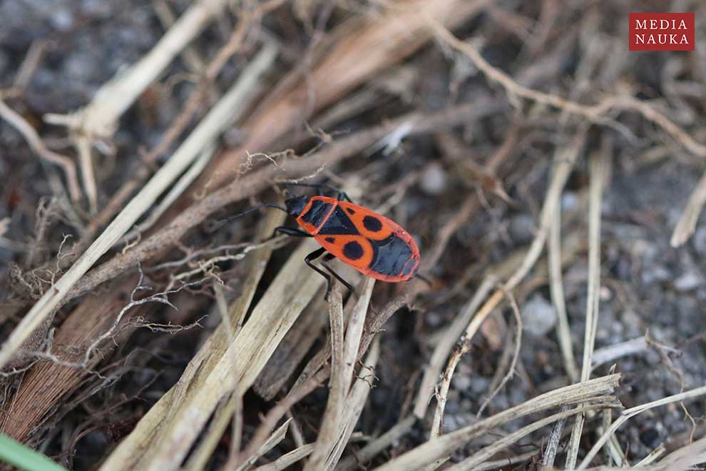 kowal bezskrzydły (Pyrrhocoris apterus)