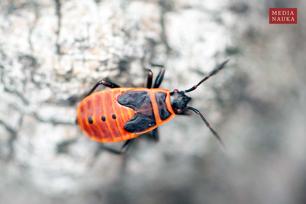 kowal bezskrzydły (Pyrrhocoris apterus)