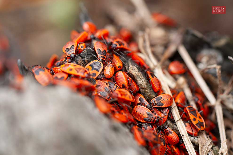 kowal bezskrzydły (Pyrrhocoris apterus)