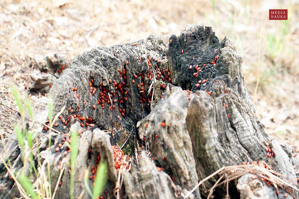 kowal bezskrzydły (Pyrrhocoris apterus)