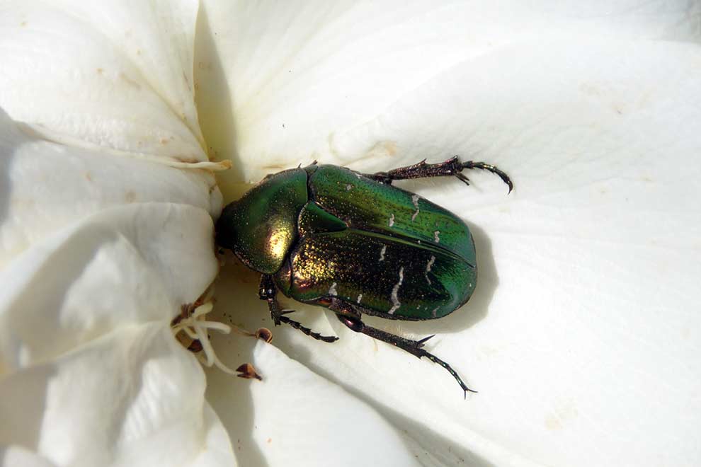 kruszczyca złotawka (Cetonia aurata)