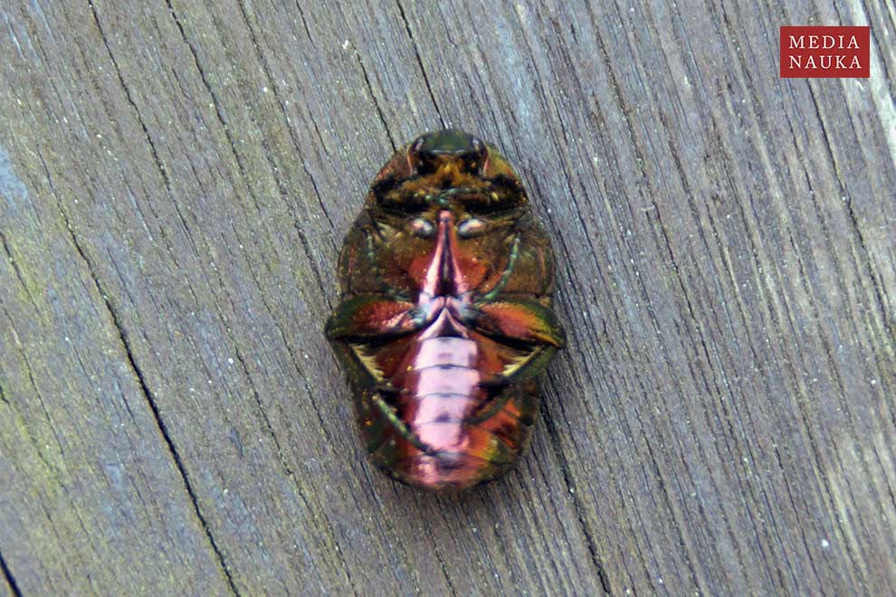 kruszczyca złotawka (Cetonia aurata)