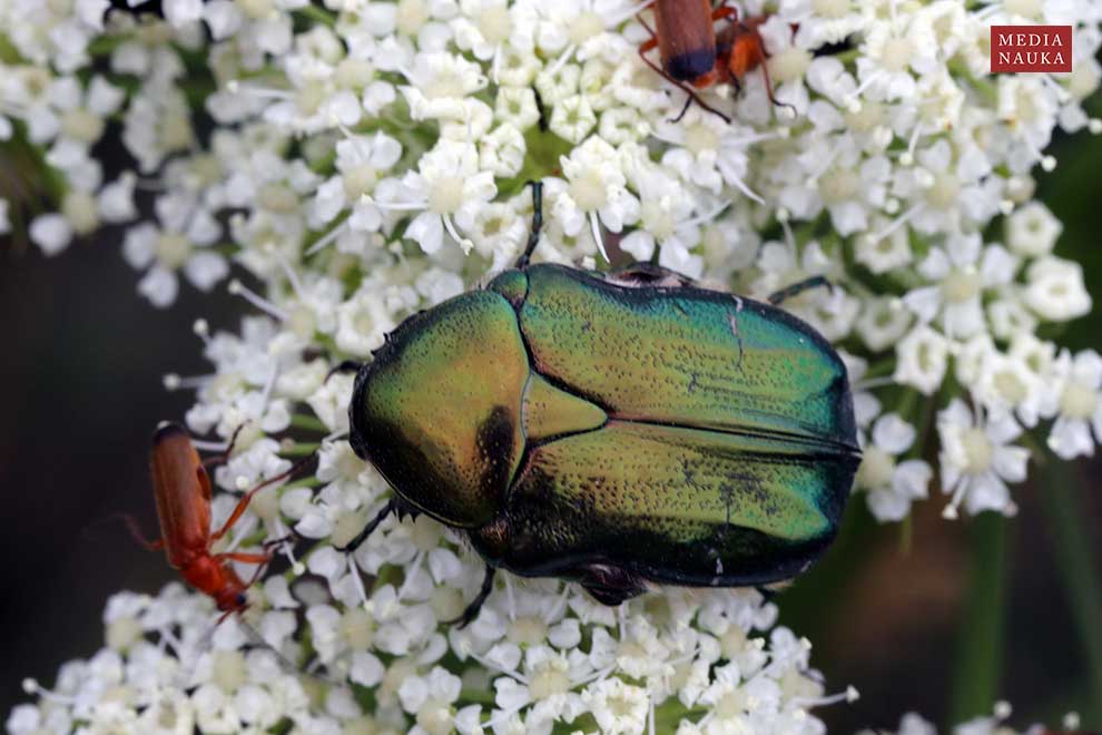 kruszczyca złotawka (Cetonia aurata)