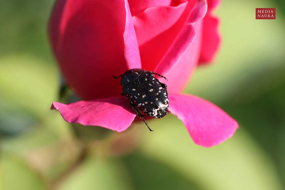 łanocha pobrzęcz (Oxythyrea funesta)