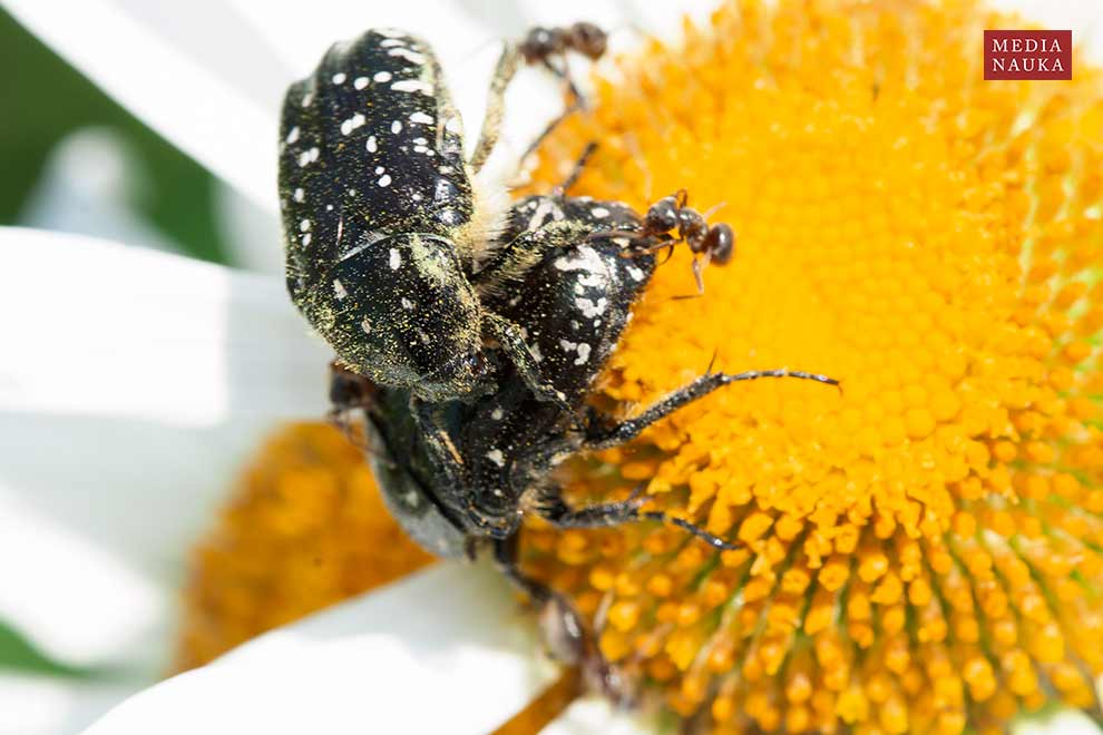 łanocha pobrzęcz (Oxythyrea funesta)