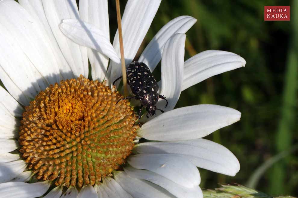 łanocha pobrzęcz (Oxythyrea funesta)