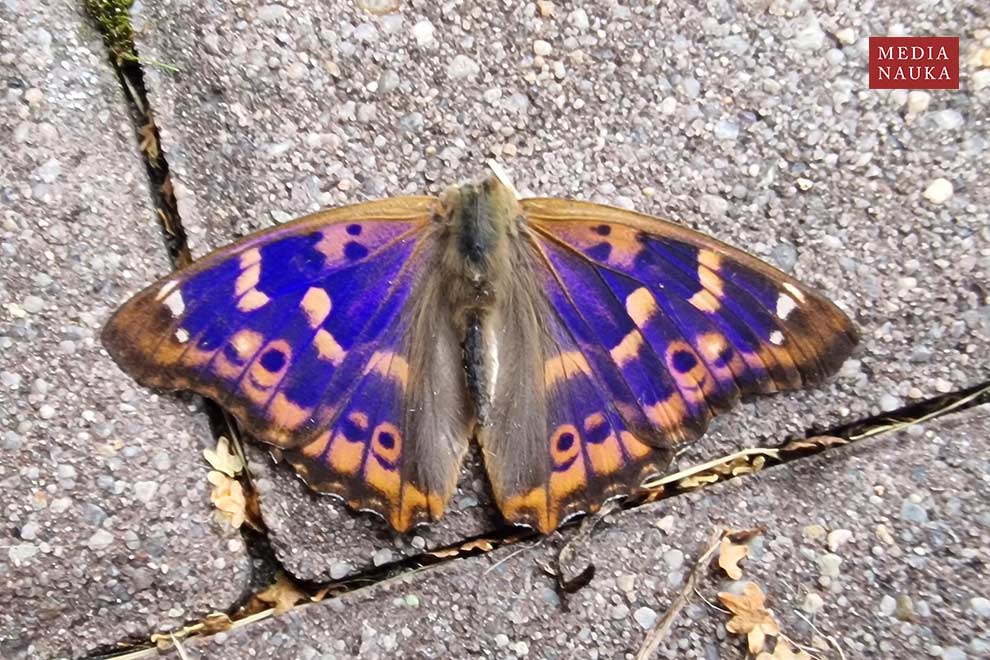 mieniak strużnik (Apatura ilia)