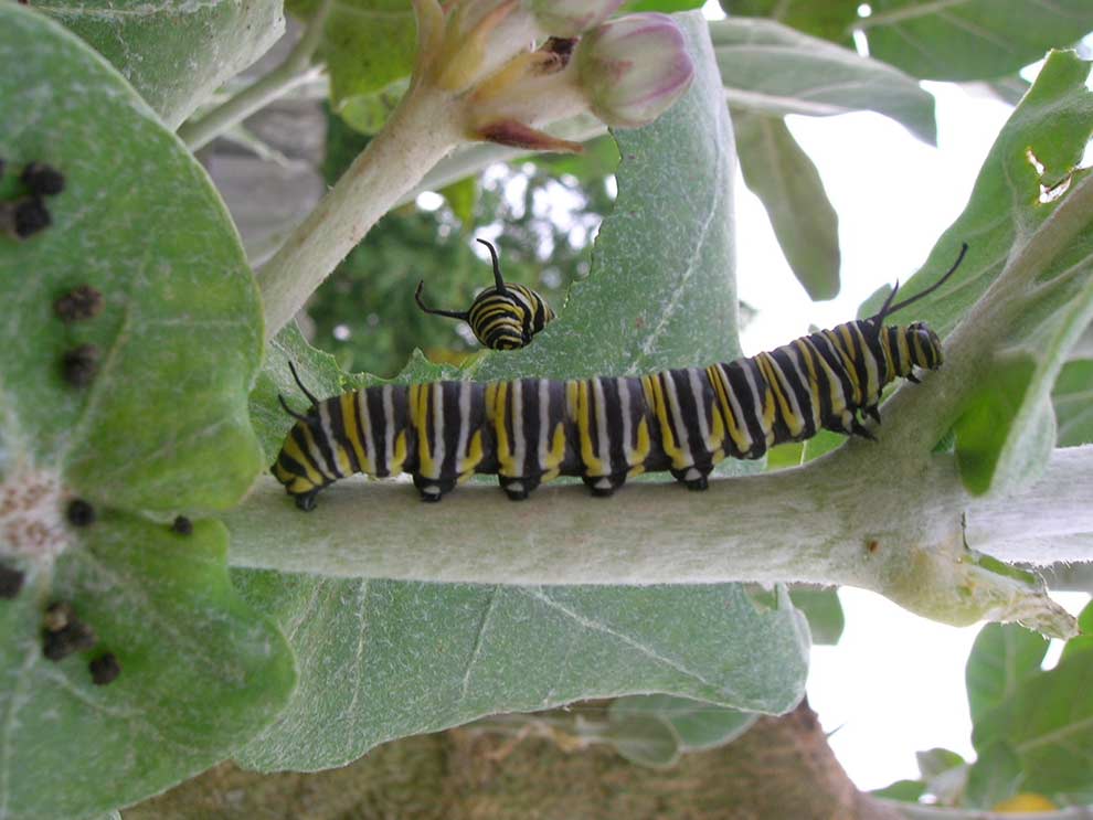 motyl monarcha, danaid wędrowny (Danaus plexippus)