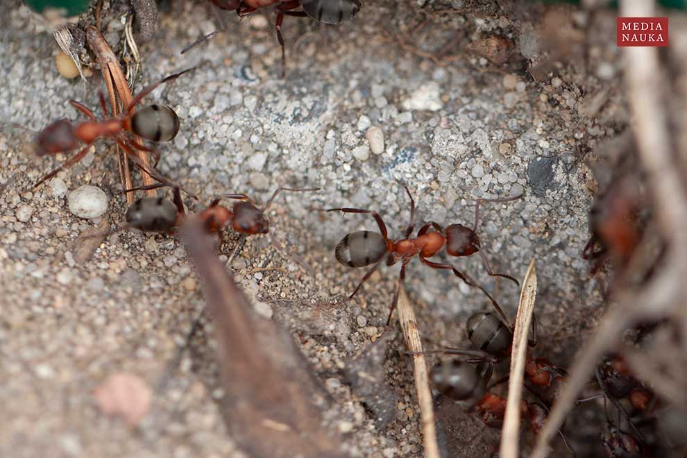 mrówka rudnica (Formica rufa)