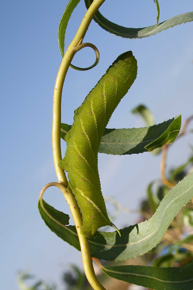 nastrosz półpawik (Smerinthus ocellatus)