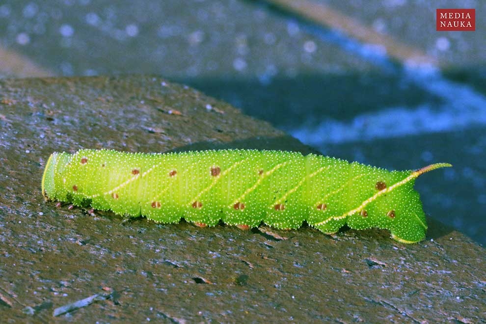 nastrosz topolowiec (Laothoe populi)