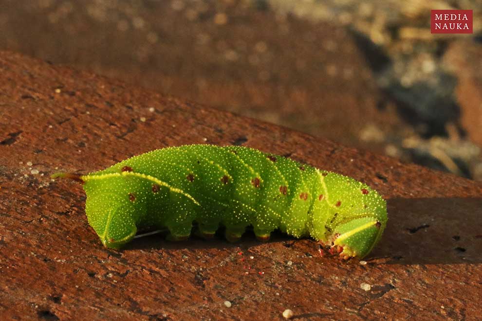 nastrosz topolowiec (Laothoe populi)