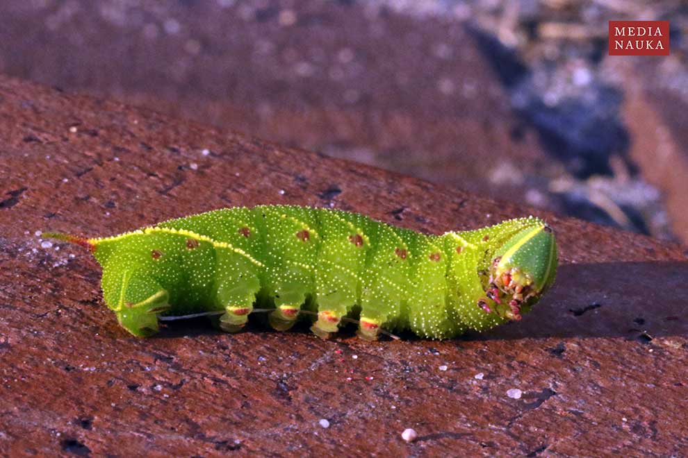 nastrosz topolowiec (Laothoe populi)