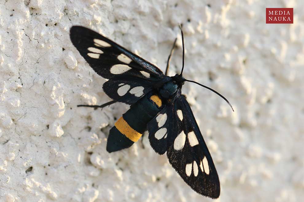 oblaczek granatek (Amata phegea)