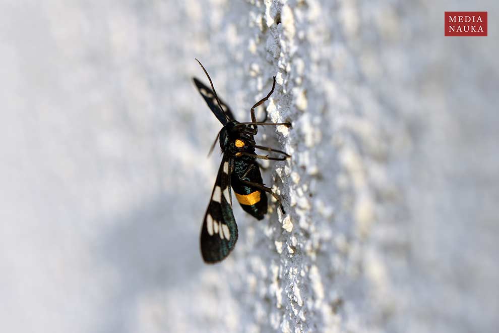 oblaczek granatek (Amata phegea)