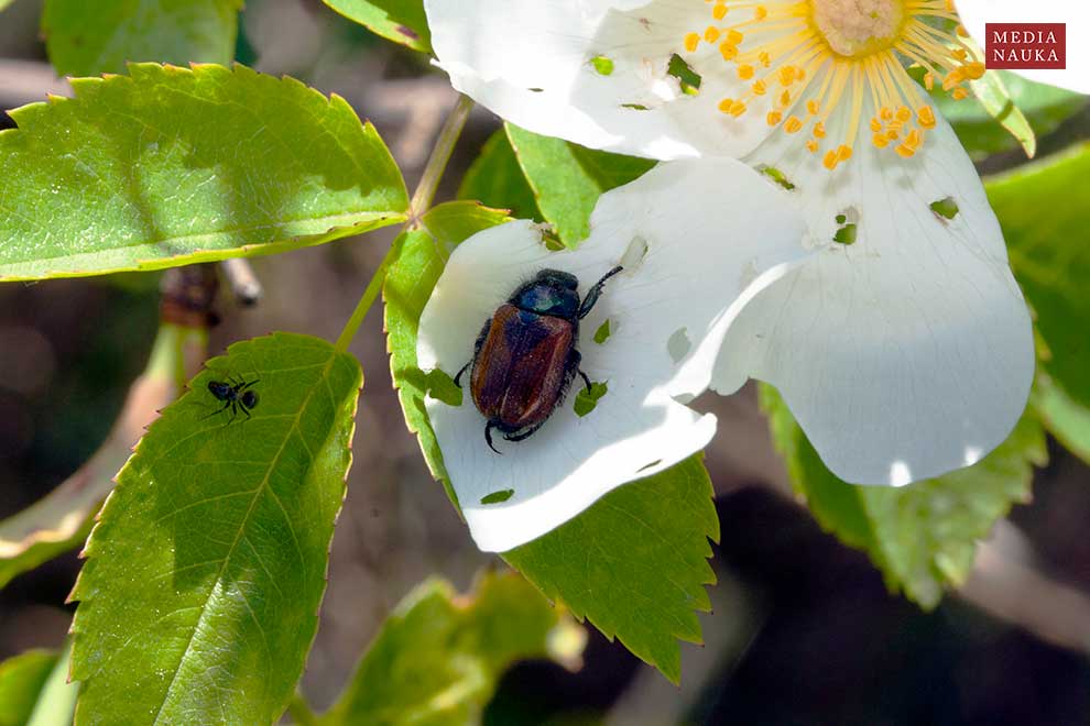 ogrodnica niszczylistka (Phyllopertha horticola)