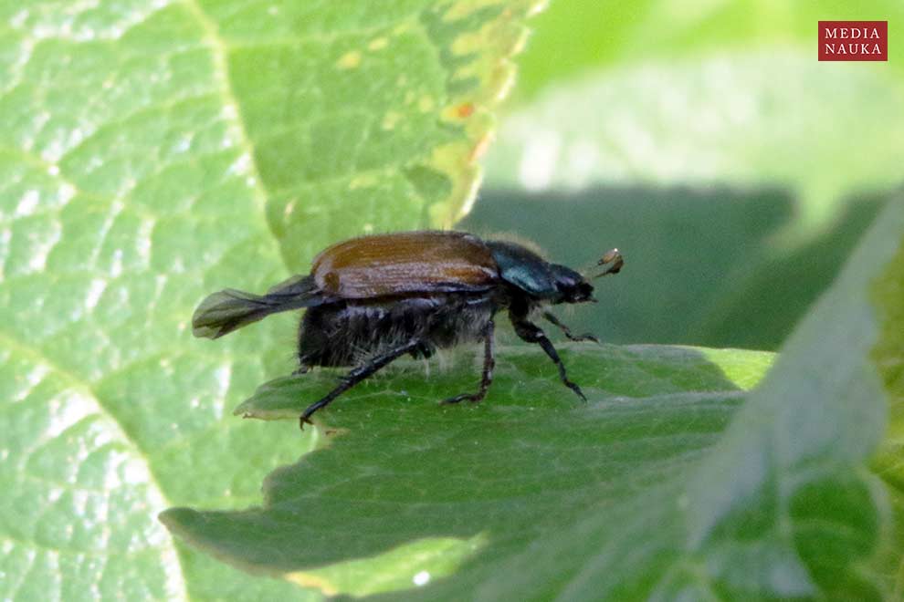 ogrodnica niszczylistka (Phyllopertha horticola)