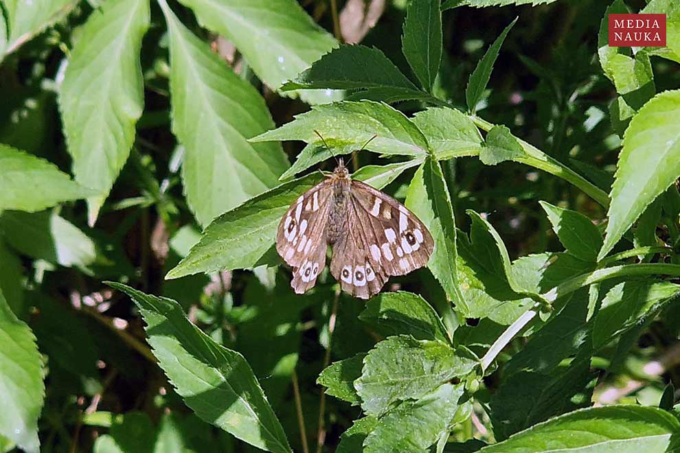 osadnik egeria (Pararge aegeria)