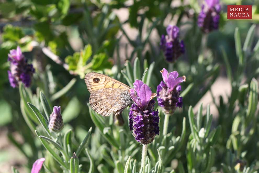 osadnik megera (Lasiommata megera)