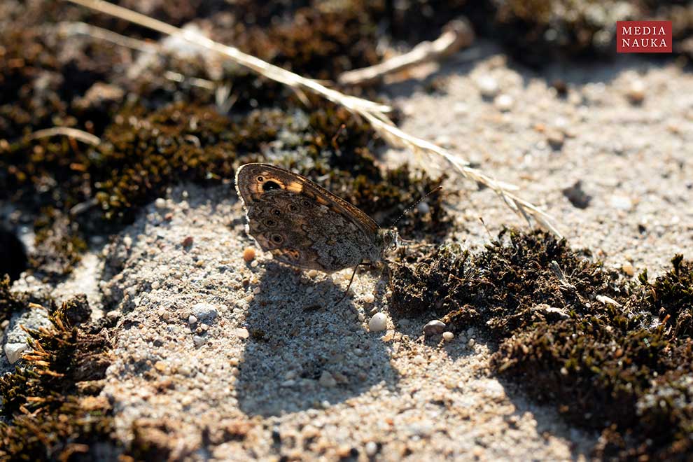 osadnik megera (Lasiommata megera)