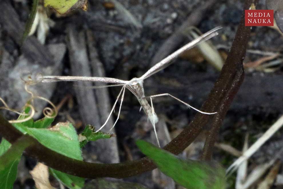 piórolotek zwyczajny (Emmelina monodactyla)