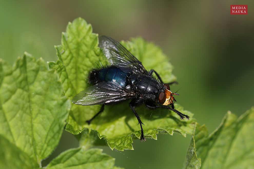 plujka pospolita (Calliphora vicina)