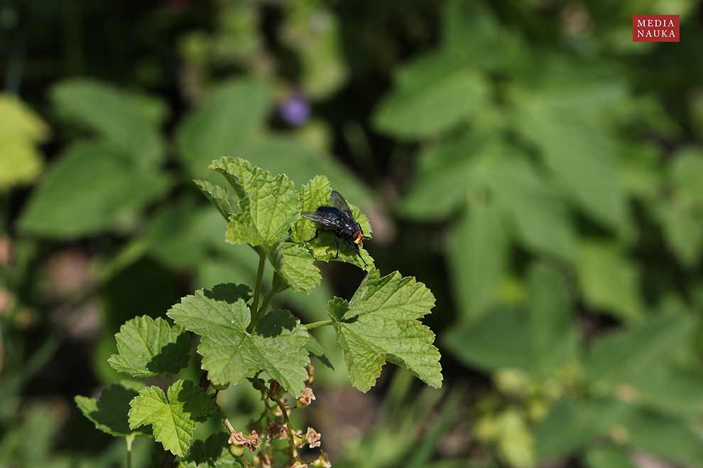 plujka pospolita (Calliphora vicina)