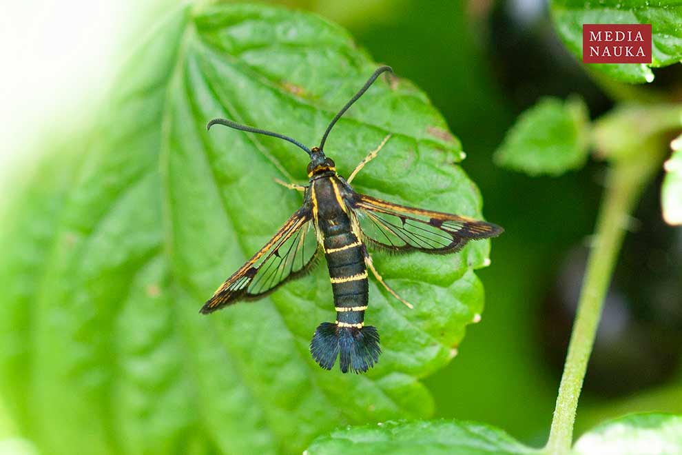 przeziernik porzeczkowiec (Synanthedon tipuliformis)